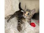 Adopt Jeanette (@Pet Smart) a Domestic Short Hair