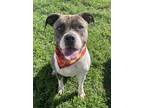Adopt Looney a Pit Bull Terrier, Boxer