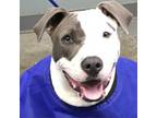 Adopt wilma a Pit Bull Terrier