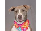 Adopt Marcy a Pit Bull Terrier