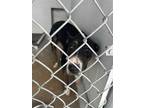 Adopt DINA a Black - with White Labrador Retriever / Mixed dog in Rosenberg