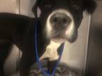 Adopt MYRTLE a Black - with White American Pit Bull Terrier / Mixed dog in Waco