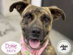 Adopt DOTTIE a Brindle - with White American Pit Bull Terrier / Mixed dog in