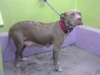 Adopt MOJARRA a Brown/Chocolate - with White American Staffordshire Terrier /