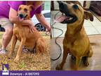 Adopt DAWNYA a Brown/Chocolate German Shepherd Dog / Mixed dog in Houston