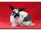 Adopt JEFFREY a Black English Spot / Mixed rabbit in San Jose, CA (36447485)