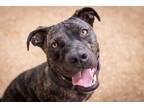 Adopt *BRODY a Brindle American Pit Bull Terrier / Mixed dog in Austin