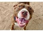 Adopt *MIGHTY MIJO a Brown/Chocolate - with White American Pit Bull Terrier /