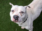 Adopt *MACK a White - with Black American Pit Bull Terrier / Mixed dog in