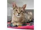 Adopt FEATHER a Brown Tabby Domestic Shorthair / Mixed (short coat) cat in
