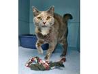 Adopt TESSA MAY a Brown or Chocolate (Mostly) Domestic Shorthair / Mixed (short