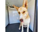 Adopt RIO a Tan/Yellow/Fawn - with White Husky / Mixed dog in Bakersfield