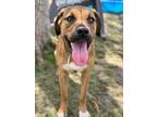 Adopt FLORIDA a Black Mouth Cur, Mixed Breed