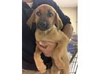 Adopt A399278 a Bloodhound, Mixed Breed