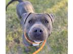 Adopt CLEF* a Gray/Silver/Salt & Pepper - with White American Pit Bull Terrier /