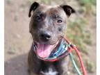 Adopt LILY a Brown/Chocolate American Pit Bull Terrier / Shar Pei / Mixed dog in