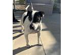 Adopt PINTO a Black - with White Mixed Breed (Medium) / Mixed dog in San Pedro
