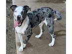 Adopt Hazel a Catahoula Leopard Dog