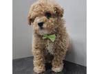 Poodle (Toy) Puppy for sale in Hoagland, IN, USA