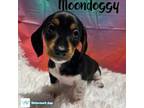 Moondoggy