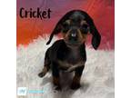 Dachshund Puppy for sale in Charleston, AR, USA