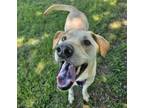 Adopt Sunny Side a Labrador Retriever, Mixed Breed