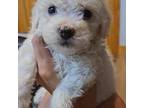 Bichon Frise Puppy for sale in Pickens, SC, USA