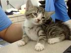 Adopt LARRY a Domestic Short Hair