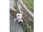 Adopt Betsy a Pit Bull Terrier, Mixed Breed