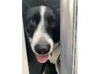 Adopt Lavender a Border Collie, Mixed Breed