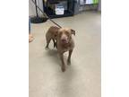 Adopt Janine a Pit Bull Terrier, Mixed Breed