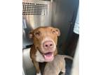 Adopt Raisen a American Staffordshire Terrier, Mixed Breed