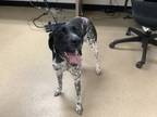 Adopt Black Widow a German Shorthaired Pointer, Mixed Breed