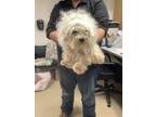 Adopt Swiffer a West Highland White Terrier / Westie, Mixed Breed