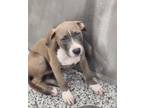 Adopt Thea a Pit Bull Terrier, Mixed Breed