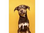 Adopt Ritzy a Mixed Breed