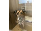 Adopt brookhaven college stray a Shepherd, Mixed Breed