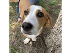 Adopt 55993448 a Beagle, Mixed Breed