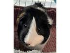 Adopt Whiskers a Guinea Pig