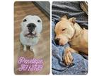 Adopt PENELOPE a American Staffordshire Terrier