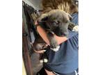Adopt DOG 3 a Labrador Retriever