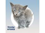 Adopt SMUDGE a Domestic Short Hair