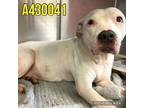 Adopt XENA a American Staffordshire Terrier