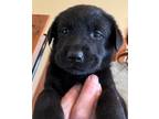 Adopt Sapphire a Labrador Retriever