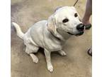 Adopt Sweetie Pie (in foster) a Labrador Retriever, Mixed Breed