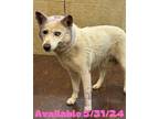 Adopt Dog Kennel #31 a Husky, Mixed Breed