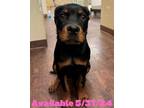 Adopt Dog Kennel #24 a Rottweiler, Mixed Breed