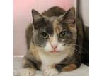 Adopt Sunny Catherine a Domestic Short Hair