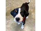 Adopt EMPRESS a Beagle, Mixed Breed