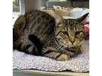 Adopt Tommy Girl a Domestic Short Hair